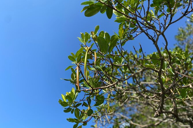Mangrove SUP in Okinawa - Frequently Asked Questions