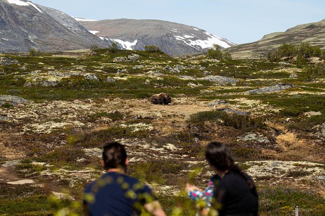 Muskox Safari From Hjerkinn | Dovre & Lesja Aktiv - The Sum Up