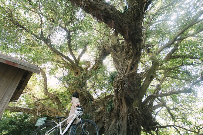 One Day E Bike Round Tour in Sakurajima - Additional Information for Participants