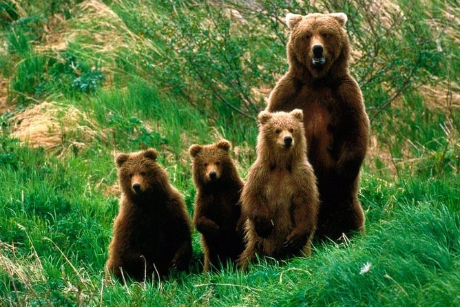 One Day Trip Bear Sanctuary, Dracula Castle, Rasnov Fortress From Brasov - Itinerary Highlights