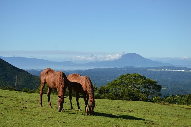 Pasture Hike With Horse Whisperer at Horse Trust in Kagoshima - Whats Included