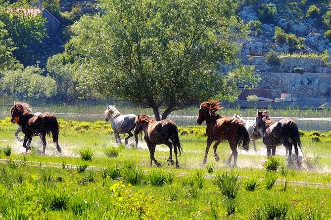 Podgorica Historic, Safari and Winery Tour - Skadar Lake and River Crnojevica - Directions