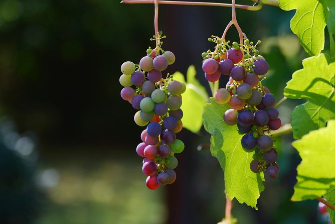 Private Day Trip: Wine Tasting Tour With Pinic Lunch From Nice - Cancellation Policy