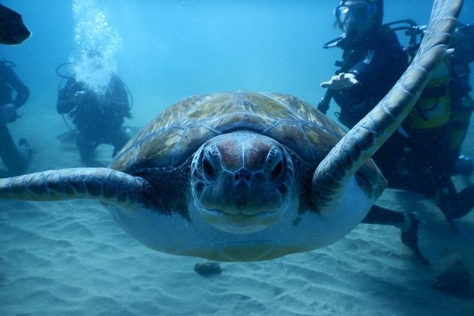 Private Diving at Zenobia Wreck in Larnaka - The Sum Up