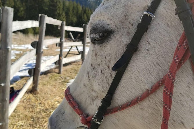 Private Horseback Riding the Rila Range - Activity Details
