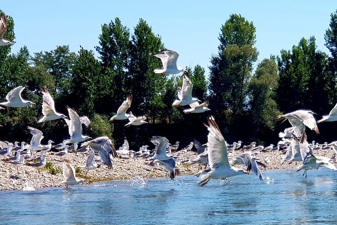 Stand up Paddle Tour From Tirana Albania to Skadar Lake & Buna River - Price and Booking Information