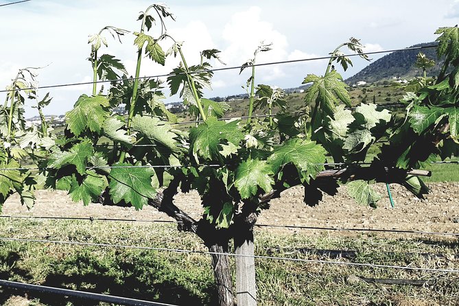 The Grape Escape: Troodos Mountains Thru Wine Small Group Tour 6hrs - Itinerary