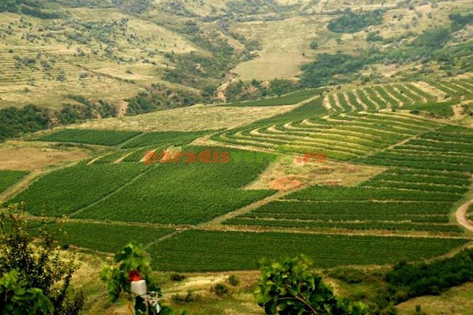 The Largest Salt Mine , Winery and Dracula Grave- Private Tour - Wine Cellar