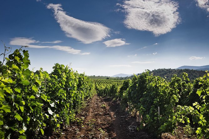 Tikvesh Wine Region - Wine Tasting Experiences Offered