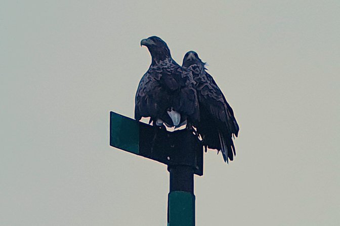 Trollfjord and Sea Eagle Safari Tour From Svolaer - Booking Details