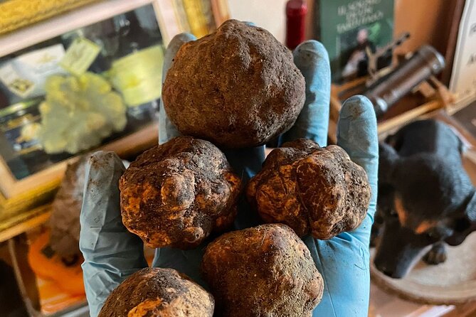 Truffle Hunting With Food Tasting - The Sum Up
