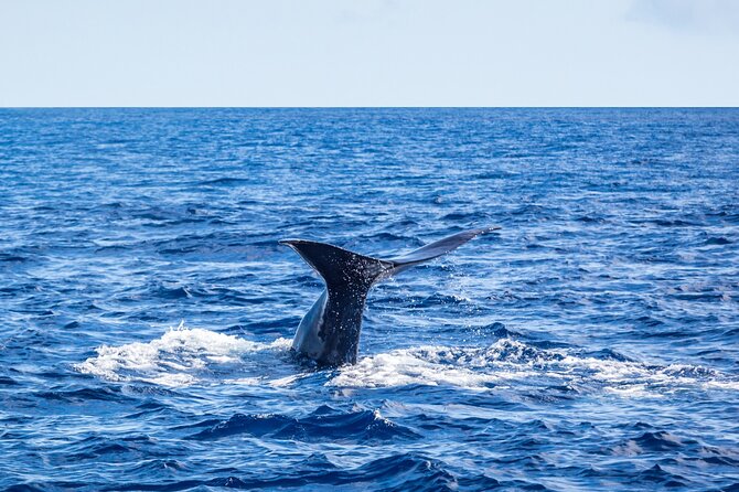 Whale and Dolphin Watching on Tercera Island - Directions