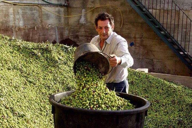 Wine Tasting and Olive Oil in Tirana Surroundings - Sampling Authentic Albanian Olive Oil