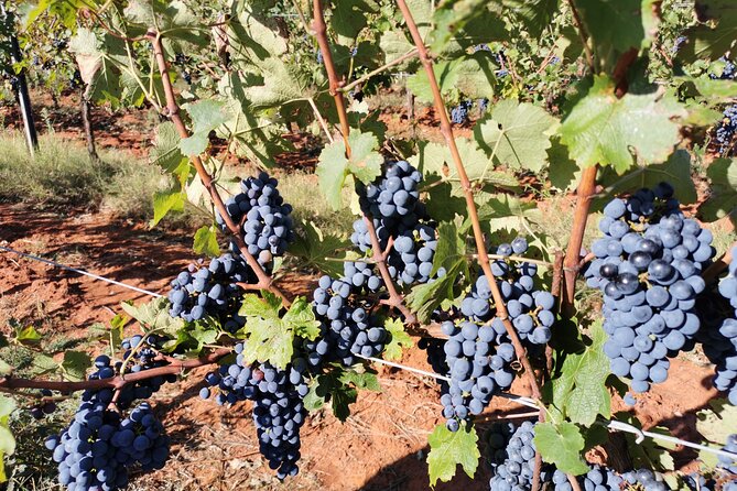 Wine Tasting Experience at the Organic Winery in ŠIšAn - Vineyard Soil and Production Techniques