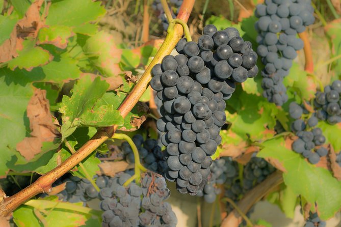 Wine Tour Bolgheri Half Day Shore Excursion From Piombino Port - Frequently Asked Questions