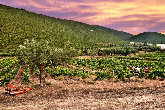 Winery Tour and Tasting in Zakynthos With the Winemaker - Cancellation Policy