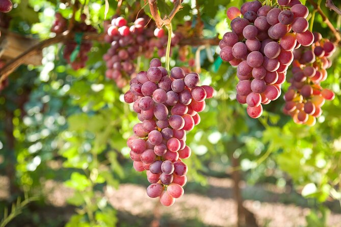 11 Course Lunch With Cooking Mastery and Wine Tasting in Rhodes - Immersive Dining Experience