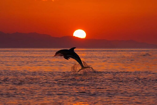2 Hour Sunset Dolphin Watching Shared Tour - Frequently Asked Questions
