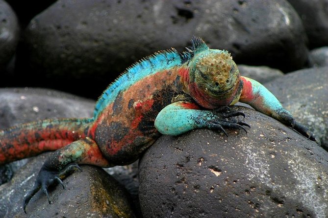 5 Days Galapagos Tour: Santa Cruz and Isabela Islands - The Sum Up