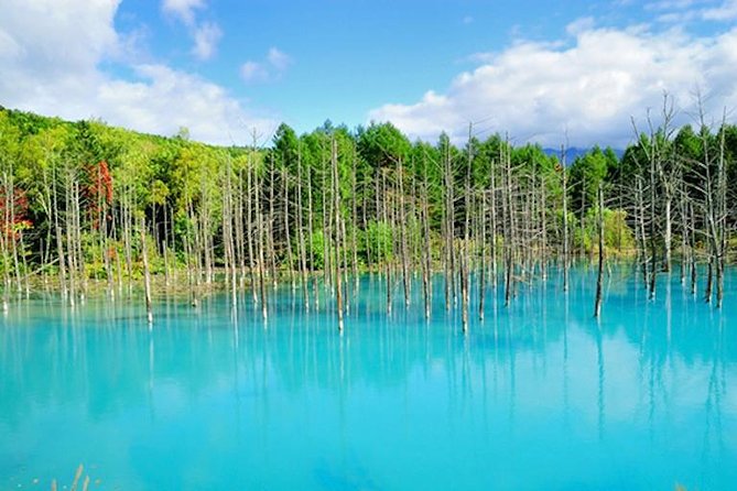 A Relaxing Day for Furano, Biei Blue Pond& Local Curry Lunch in Hokkaido! - Maximum Travelers and Return Time