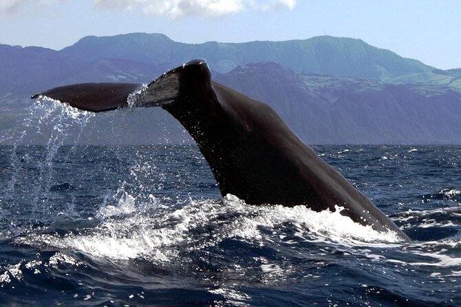 Azores Whale Watching & Islet Boat Tour - What To Expect