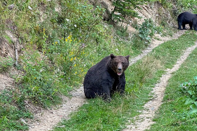 Bear Watching In Brasov: Observe Wild Bears From A Hideout - Inclusions in the Package