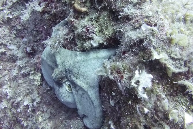 Discover SCUBA Diving With Pissouri Bay Divers - Convenient Pickup Points Available