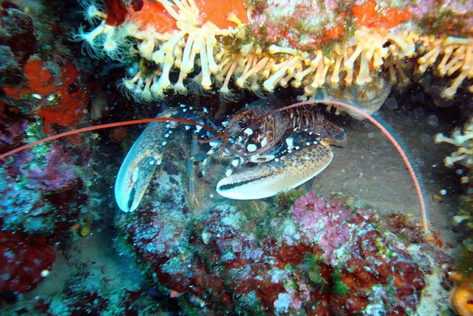 Diving Day Tour With 2 Dives - Customer Feedback