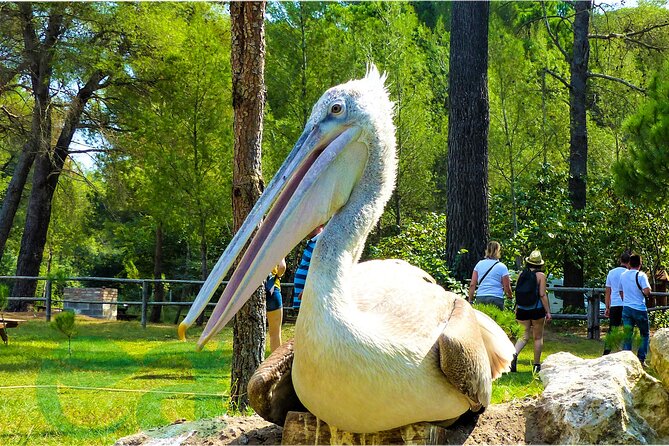 Divjaka & Karavasta Lagoon Boat Trip From Durres - Frequently Asked Questions