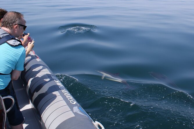 Dolphins Watching - Skippers and Boat Features