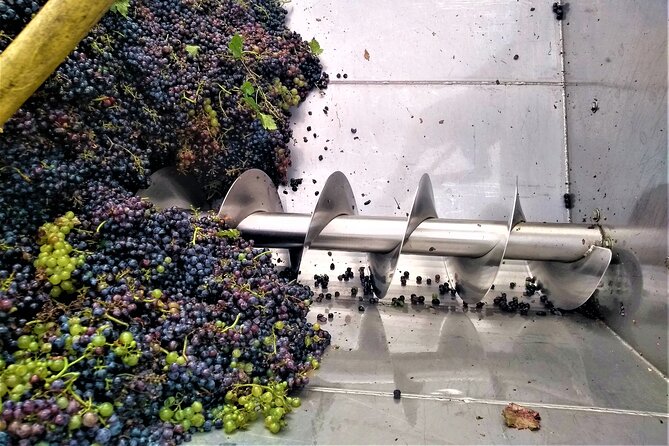 From Padua: Olive Oil & Wine in the Euganean Hills - Cancellation Policy Details