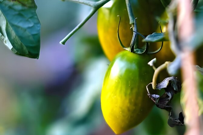 Gastronomical Amalfi Coast Hike With Cooking Class - Pricing and Reviews