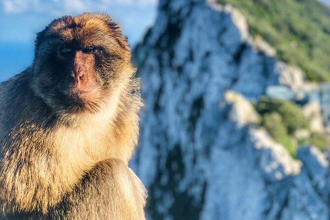 Gibraltar Sightseeing : Classic Shore Excursion (Private) - Customer Reviews