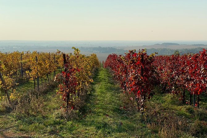 Great Wine Tour in Small Carpathian Hills - Reviews and Ratings