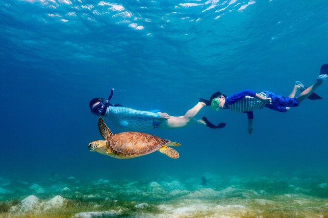 Guided Snorkeling Trip to See the Turtles - Affordable Pricing Options