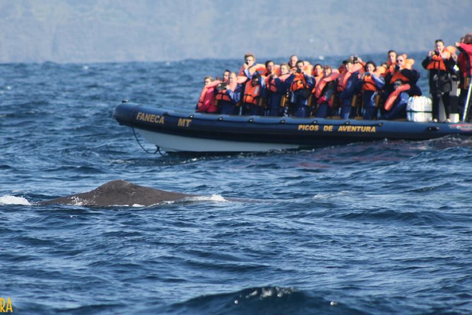 Half-Day Whale and Dolphin Watching Tour in Ponta Delgada - The Sum Up