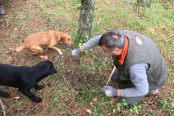 Istrian Tapestry - Gourmet Tour Combining Wine, Truffles and Olive Oil - Frequently Asked Questions