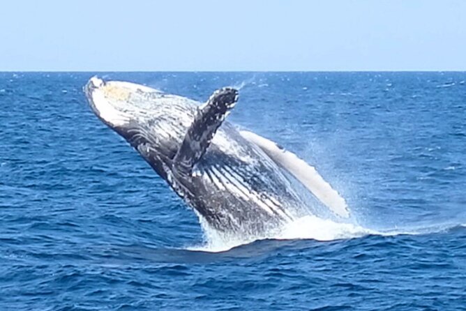 [Limited Time] From Onna Village (Maeda Fishing Port)! Whale Watching｜Completely Reserved Boat Charter Plan (4 Hour Course) - Important Reminders