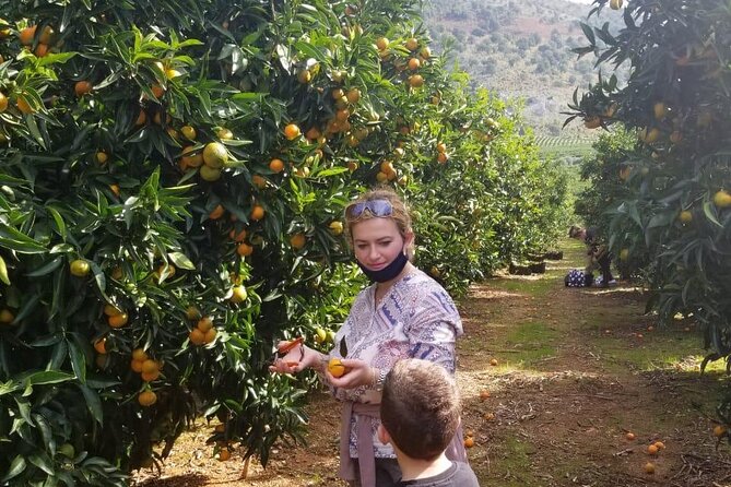 Mandarina Farming Tour With Food and Drink Tasting in Albania - Experience Highlights