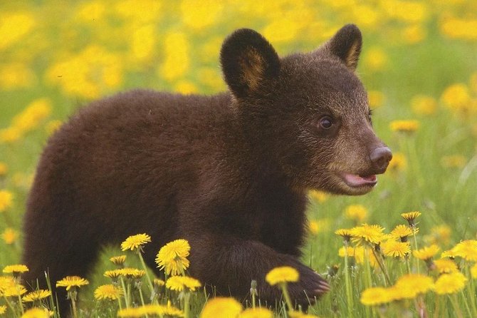 One Day Trip Bear Sanctuary, Dracula Castle, Rasnov Fortress From Brasov - Reviews