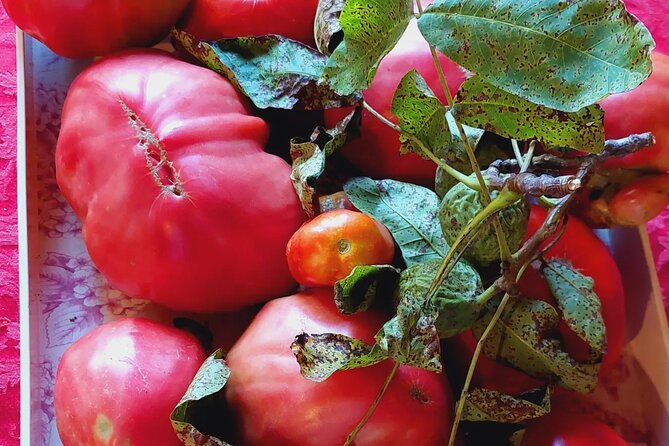 Private Authentic Family Farm to Table Culinary Tour From Split - Tour Experience Details