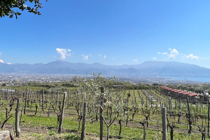 Private Tour in Pompeii Ruins and Pompeii City Center Winery - Frequently Asked Questions