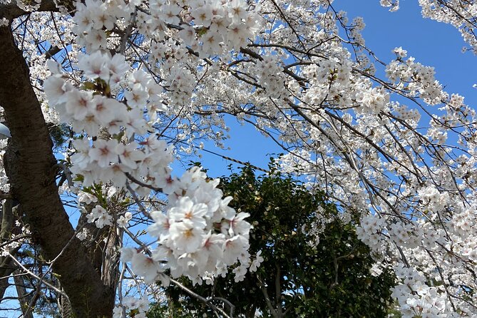 Sakura Park and Old Town Private Tour - Directions