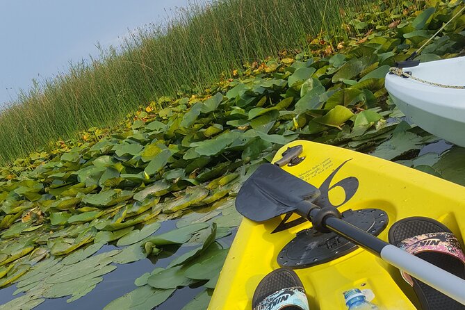 Skadar Lake - Falcon Kayak Tour - Price and Booking