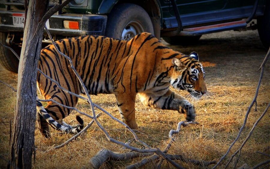7 Days India Taj Mahal Tour With Ranthambore Tiger Safari - Detailed Itinerary Breakdown