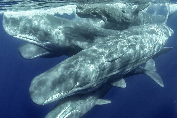 Azores Whale Watching & Islet Boat Tour - Directions