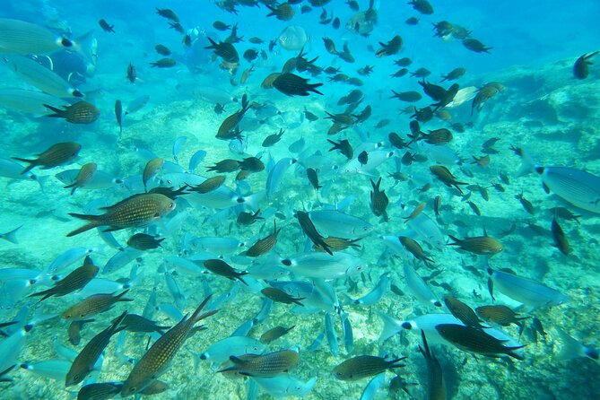 Discover Scuba Diving - Pricing Details