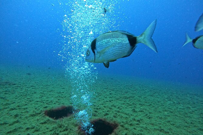 Discover Scuba Diving (2 Dives & Photos) - Customer Reviews