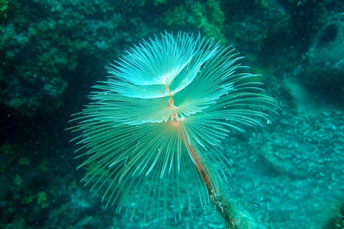 Diving Day Tour With 2 Dives - Tour Overview