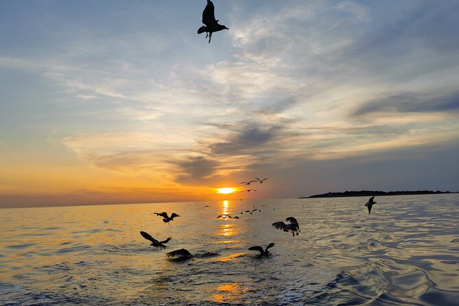 Dolphin Watching Sunset Boat Trip in Pula With Dinner - The Sum Up